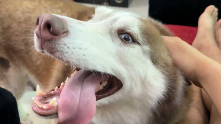 หมาพันธุ์ไซบีเรียนฮัสกี้กำลังติดใจคน ถึงขั้นขอเข้ามาให้ลูบเอง แถมยังห้ามไม่ให้ไปลูบหมาตัวอื่นด้วย!