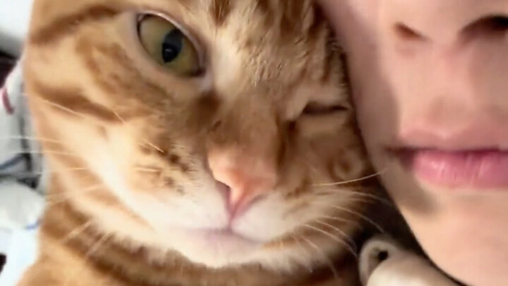 Kitten: Let me suck on a person first.