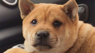 The Dog Physiognomy book says that dogs with a thick, square head, thick eyelids, wide ear spacing, 