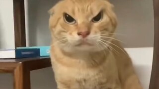 两只耄耋鸣翠柳，一条基米上青天