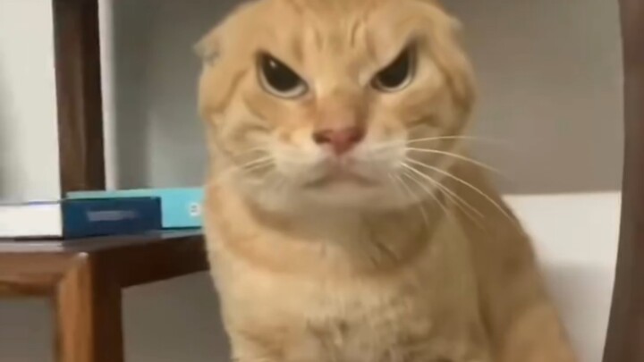 两只耄耋鸣翠柳，一条基米上青天