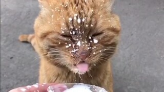 Lihatlah, betapa inginnya anak kucing ini minum susu