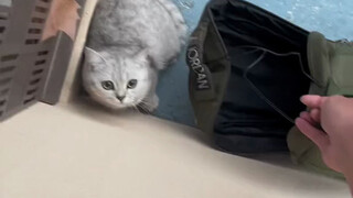 Seekor kucing jatuh dari langit