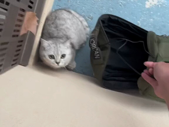 A cat fell from the sky