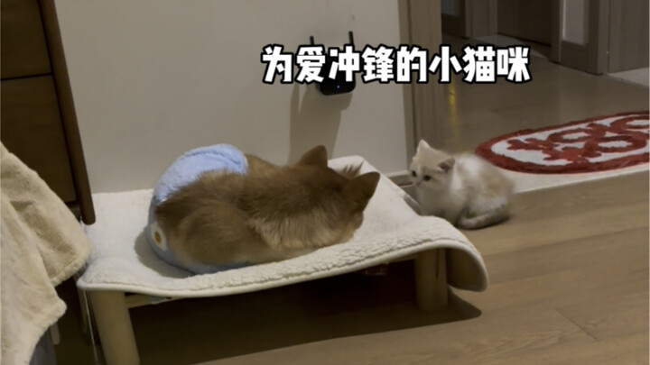 Little kitty charges into battle for love and wins a bossy, overbearing Shiba!