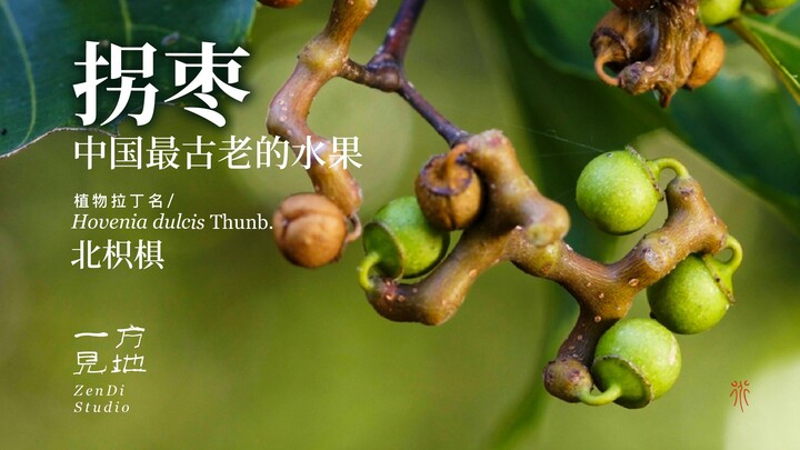 拐枣，中国最古老水果之一，北枳椇