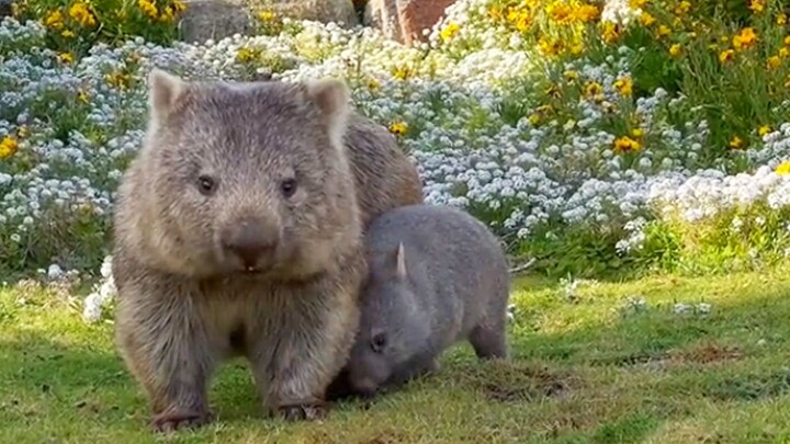 Wombats not only poop square-shaped feces, but also attack opponents with their butts—hahaha!