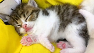 ลูกแมวตัวสั่นในการนอนหลับ
