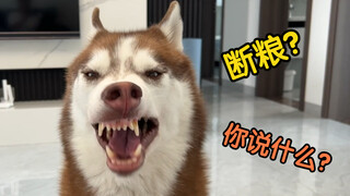 二哈不相信家里断粮了，浑身都是戏，简直受不了！