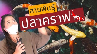 สายพันธุ์ปลาคราฟ @ตลาดสมบัติบุรี EP.278