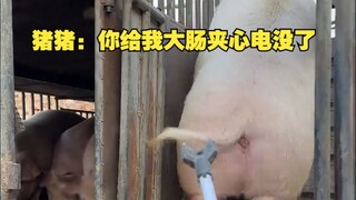 Zhu Zhu: You drained my colon sandwich's battery