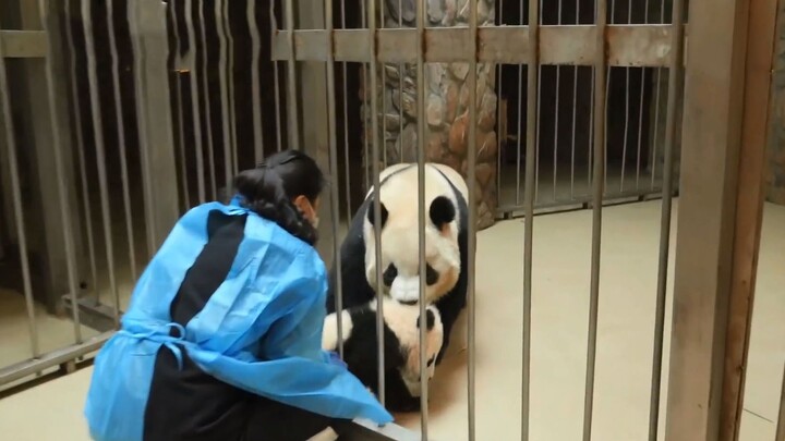 Mommy returns the escpaing Cheng Lan to Cheng Da. Panda fans：Didn't I say not to leave after 8pm? You're grounded!