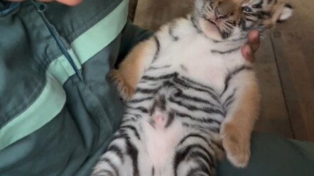 While the kittens are still young, let’s cuddle them! #ShenyangGuaiPoParkNortheastTigerForestUncleMi