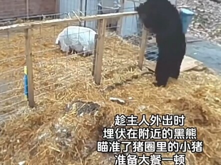Black Bear Steals a Pig
