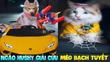 Thú Cưng Vlog | Ngáo Husky Và Mèo Bạch Tuyết #1 | Chó mèo thông minh vui nhộn | Smart dog cat funny