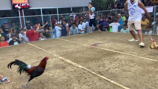 my 9mos hatch vs kabiara gold cock.. 19k parada kalaban vs 3k sakin…panalo pa