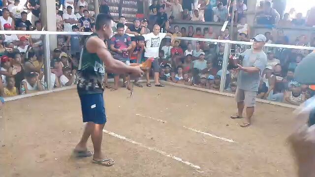 1st fight 2hit ulutan🐓 Win!!