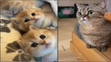 Funny and Cute Cats 😁 Những Chú mèo Đáng iu và Ngỗ Nghĩnh😁 The Pets Home #12
