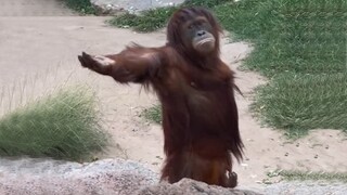 Laugh a Lot With The Funny Moments Of Monkeys 🐵  Funniest Animals Video