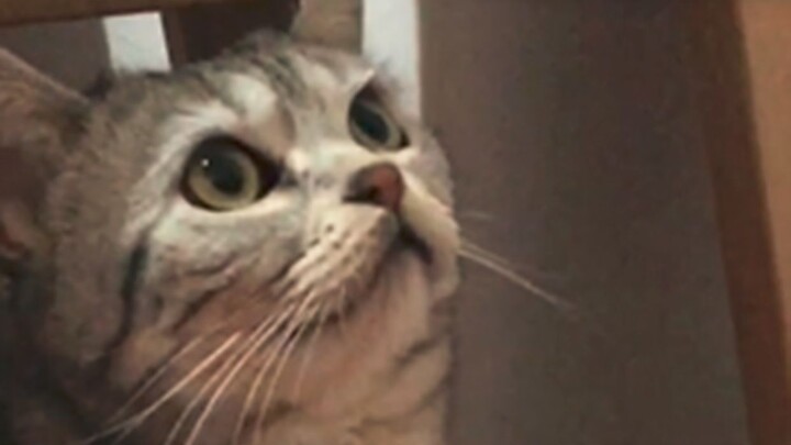 The lesson Aunt Jiang learned from other people's cats: Xiao Mi is just an exception, Da Mi is the n