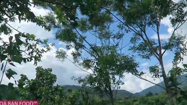 HÁI & ĂN QUẢ RỪNG