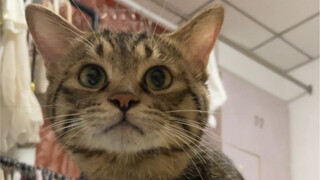 Opening Cat Hit! 3 minutes of pure enjoyment of kittens acting cute