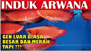 INDUKAN ARWANA SUPER RED GENETIK MERAH NYA LUAR BIASA TAPI ???