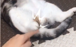 Cat: Is it really that bouncy?