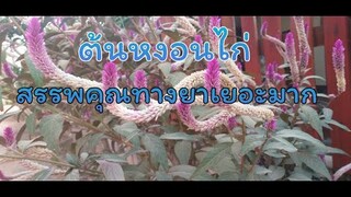 ต้นหงอนไก่ยาดีจริงๆ ทั้งบำรุงกำลัง ลดความดันสูง แก้ประจำเดือนมาไม่ปกติ รักษาฝีฯลฯ /โดยฮอยไทยอีสาน