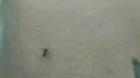 Injuring the enemy by zero, but harming oneself by ten thousand.