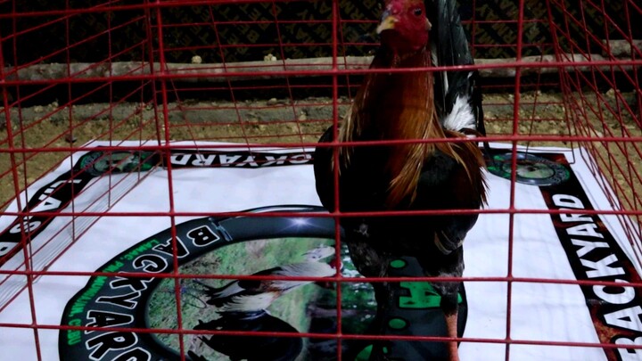 entry 2 sayang cancel fight