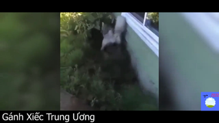 Nên làm cầy mấy món anh em nhỉ #funny