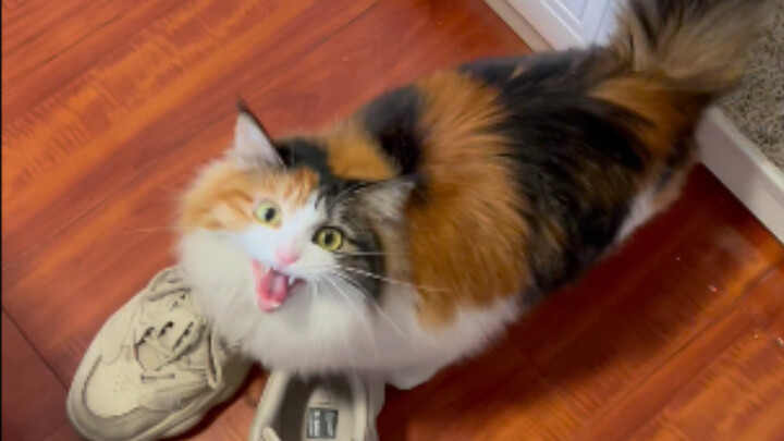 No one’s been picking on you—why are you meowing so loudly?
