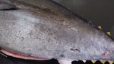 Luxurious Sashimi | Giant BlueFin Tuna Cutting Show %