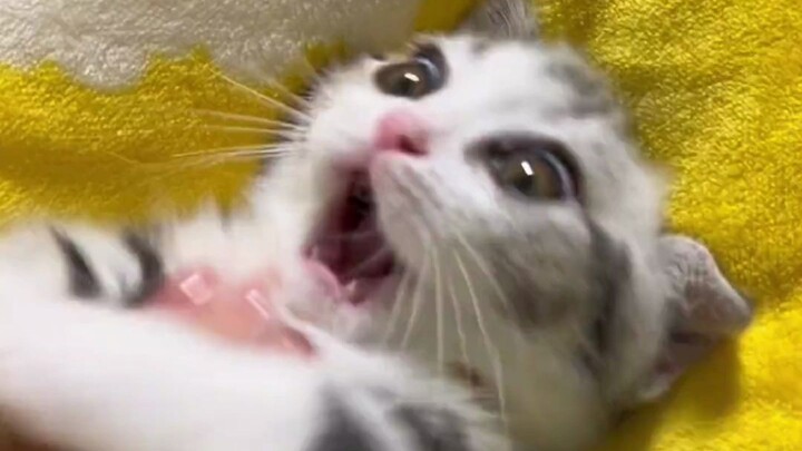 Vòng lặp dễ thương!