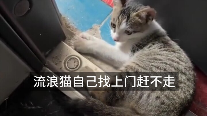 Kucing liar datang sendiri dan tidak bisa diusir