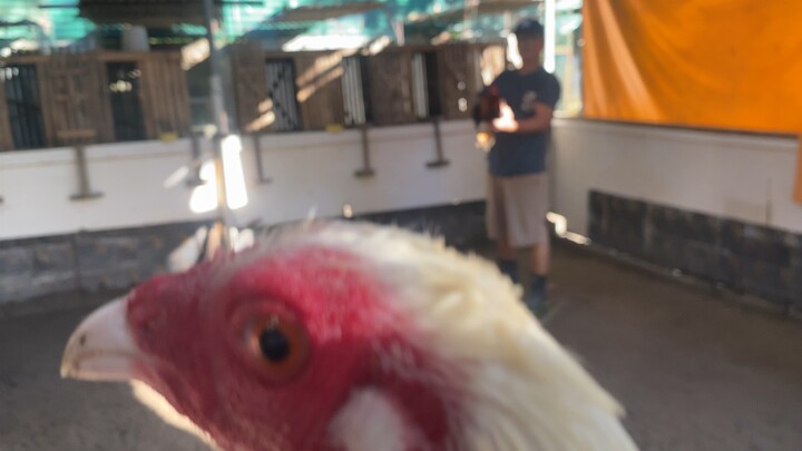 2x winner White Kelso vs 2x winner Wilburn Sweater