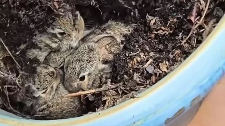 Cute bunnies have sprouted in the flower pot 😊