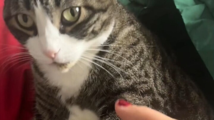 The cat’s reaction took me by surprise.