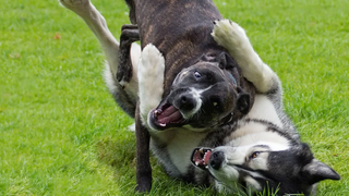Husky Fun With Friends