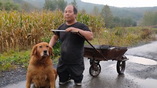 [Animals]Hard-working Stray Dogs Work For Their Master