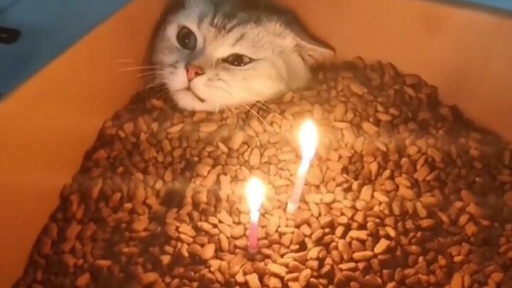 Mèo: Tao mệt chết mất rồi, hủy diệt đi…