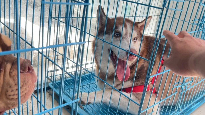 Đang trước mặt cậu bé Tiểu Thập, lại sờ con chó trị giá trăm nghìn tệ của人家, sướng quá haha