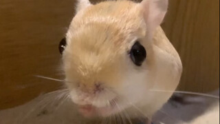 Tikus lompat, kecil-kecil ternyata lucu juga