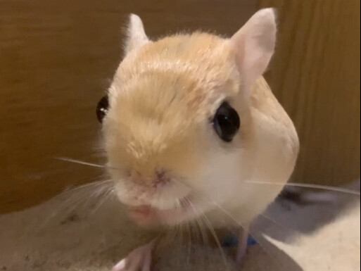 กระต่ายน้อย ตัวเล็กๆ แต่น่ารักดีนะ