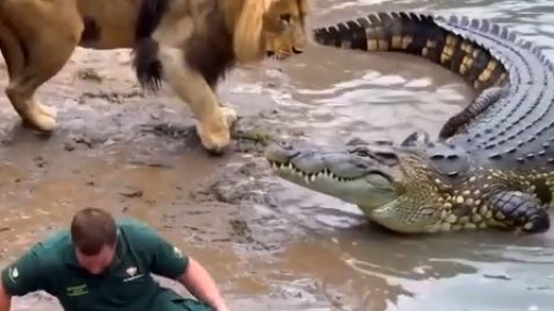 饲养员掉进水里了。他的狮子也跟着跳了进去。🦁 #搞笑 The Keeper Fell In. His Lion Jumped In After Him. 🦁 #funny