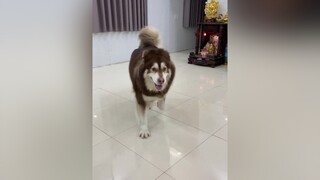 Mon said : Ủa rồi cho ăn đủ nhét kẽ răng hay gì 🙄 dog pet alaska husky huskyngáo cúncưng chó_cưng chó cún