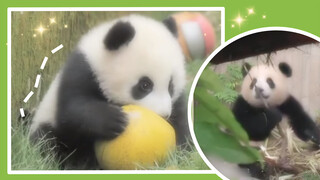 A collection of lady pandas-Romantic black and white color