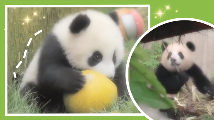 A collection of lady pandas-Romantic black and white color