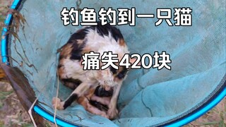 大冤种钓鱼钓到一只猫，痛失420块